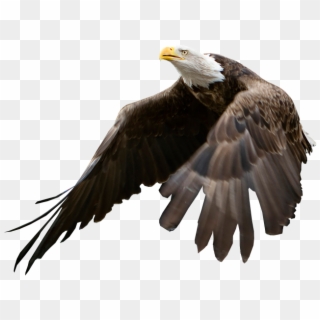 Eagle Being Released - American Eagle No Background Clipart