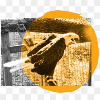 Eagle - Bald Eagle Clipart