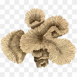 Medium Image Png - Coral Clipart