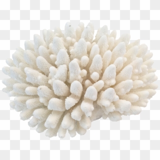 Coral Png , Png Download Clipart