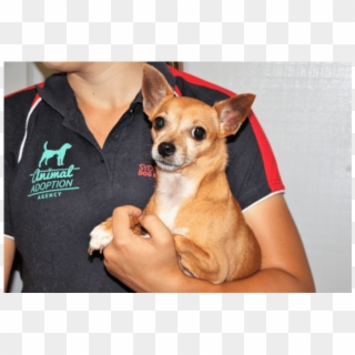 Donate To Petrescue - Chihuahua Clipart