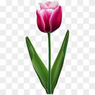 Beautiful Tulip Transparent Png Clip Art Image - Cliparts Of Tulip Flowers