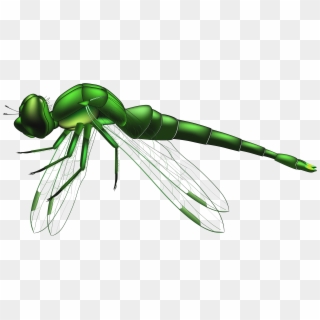 Dragonfly Green Png Clip Art - Clip Art Dragonfly Transparent Png