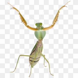 Mantis Png - Praying Mantis Front View Clipart