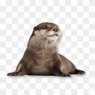Sea Otter Transparent Background Clipart
