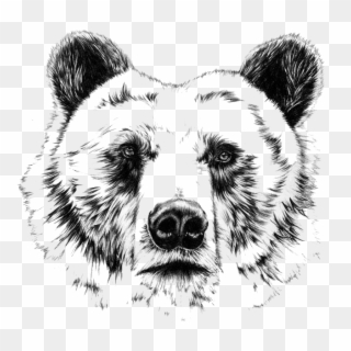 Grizzly Drawing Ink - Realistic Bear Head Drawing Clipart
