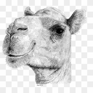 Camel Png Image & Camel Png Clipart Free Download - Realistic Drawing Of A Camel Transparent Png