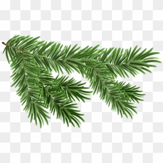 Scotch Pine - Pine Tree Branch Brush Clipart
