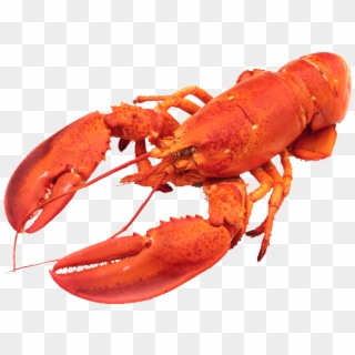 Download Lobster Animals Png Transparent Images Transparent - Difference Between Yabby And Lobster Clipart
