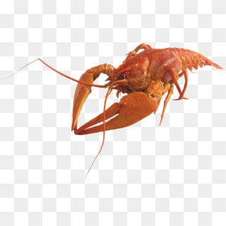 Lobster Png Clipart