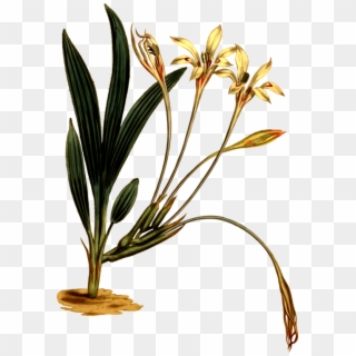 Grasses Flowerpot Plant Stem - Herbaceous Plant Clipart
