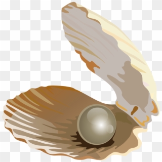 Pearl Shell Png - Illustration Clipart