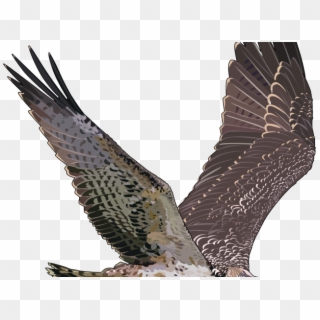 Falcon Png Transparent Images - Flying Falcon Transparent Background Clipart