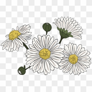 Common Daisy Chrysanthemum Indicum Clip Art - Chrysanthemum Clipart Png Transparent Png