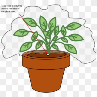 Potted Plants Photos - Water Loss From Plants Experiment Clipart