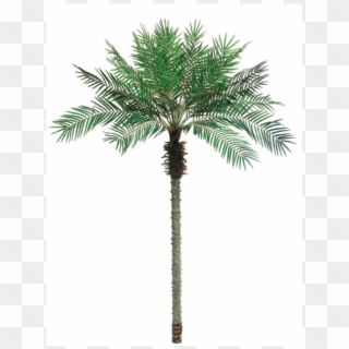 5' Date Palm Tree X24 W/1096 Leaves - Palm Trees Clipart