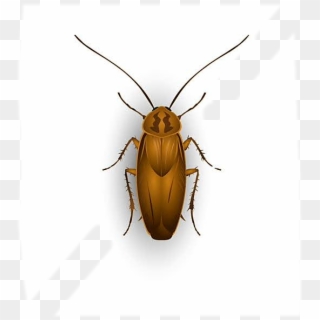 #ftestickers #cockroach #beetle #insect #cockroaches - Leaf Beetle Clipart