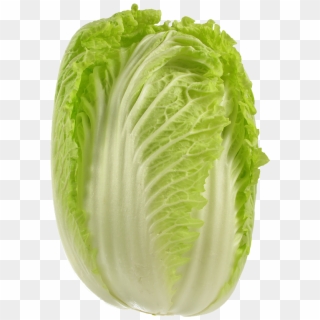 Cabbage Png Picture - Napa Vegetable Clipart