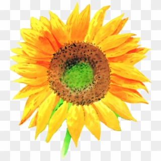 Common Sunflower Watercolor Painting Sunflower Png, - Drawing Of Sunflower With Colour Clipart