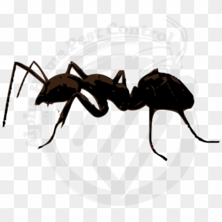 Odorous House Ants Image Gallery - Carpenter Ant Clipart