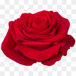Freedom Roses - Floribunda Clipart