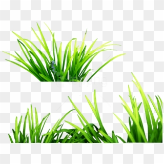 Free Png Download Grass Clipart Png Photo Png Images - Png Effect For Picsart Transparent Png