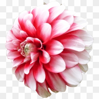 Dahlia White Pink - Png Dahlia Clipart