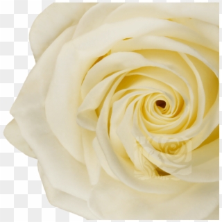 White Roses - Hybrid Tea Rose Clipart
