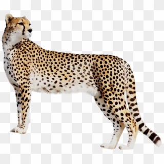 Panther Leopard Cat Tiger Black Cheetah Clipart - Cheetah Full Hd - Png Download