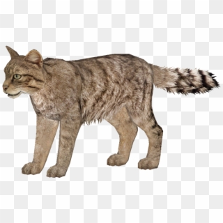 Wild Cats Png - Wild Cat Png Clipart