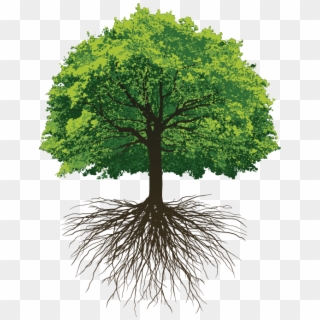 Great Oak Roots - Oak Tree With Roots Png Clipart