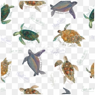 Hawksbill Sea Turtle , Png Download - Hawksbill Sea Turtle Clipart
