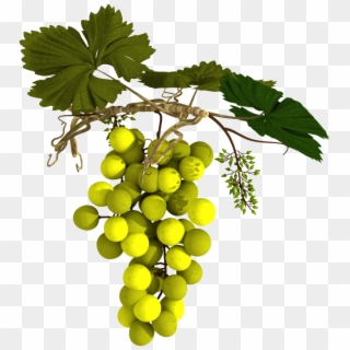 Different Type Of Grape With Different Color - Seedless Fruit Clipart