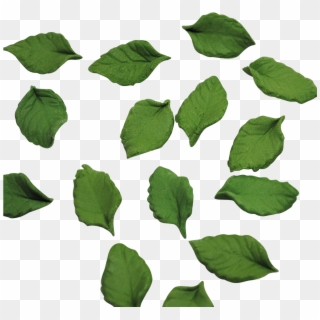 Mini Rose Leaves , Png Download - Portable Network Graphics Clipart