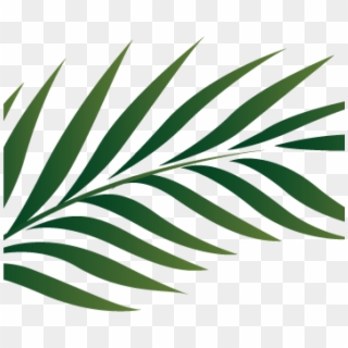 Palm Clipart Palm Branch Image Free Cliparts That You - Tropical Palm Leaves Png Transparent Png