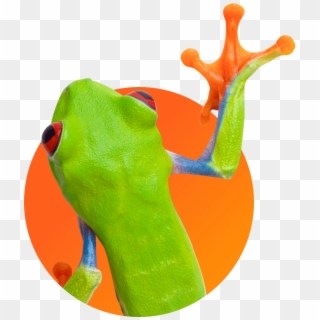 A Frog - Tree Frog Clipart