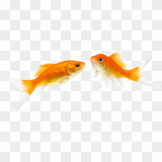 Clip Free Stock Fantail Fish Pet Stock Photography - Goldfish - Png Download