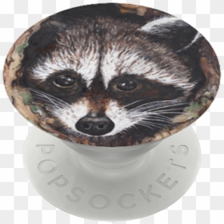 Peek A Boo Raccoon, - Ferret Clipart