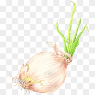 Drawing Vegetables Onion - Red Onion Clipart