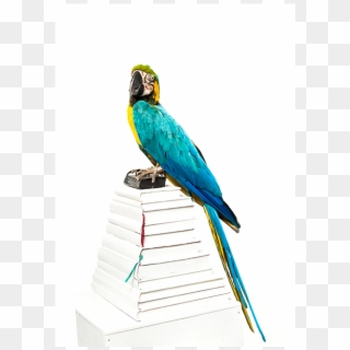 Political-parrot - Macaw Clipart