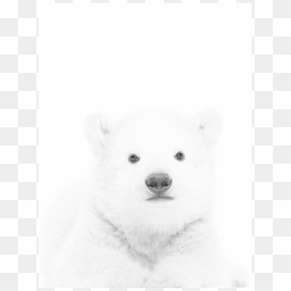 Polar Bear Cub Png Clipart