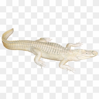 Free Png Download White Crocodile Png Images Background - White Crocodile Png Clipart