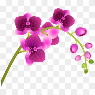 Orchid Clipart - Png Download