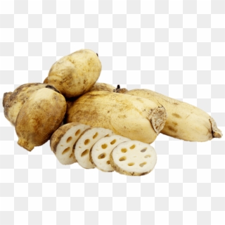 Download - Lotus Root In Spanish Clipart