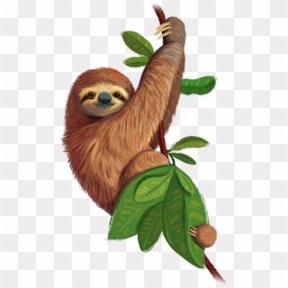 Kindergarten Through 6th Grade - Three-toed Sloth Clipart