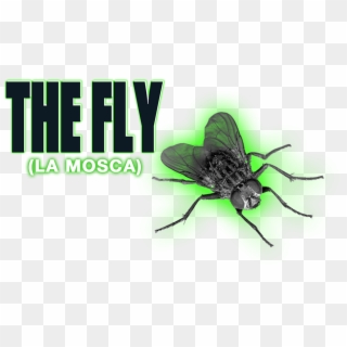 The Fly Image - Net-winged Insects Clipart