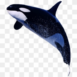 Killer Whale Png Transparent Images - Orca Whale Transparent Background Clipart