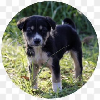 Puppy Classes - Radioactive Puppies Of Chernobyl Clipart