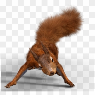 Squirrel, Wild Animal, Animal World, Nager, Creature - Eichhörnchen Transparent Clipart
