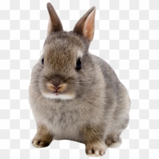 Rabbit Png Free Download - Bunny With Transparent Background Clipart